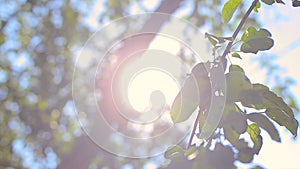 Play of sunbeams through apple tree foliage on the wind. Blur nature background