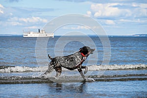 Play time, happy black dog with white spots running out of the surf after fetching a big stick, Puget Sound