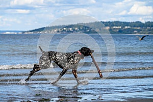 Play time, happy black dog with white spots running out of the surf after fetching a big stick, Puget Sound