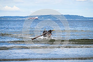 Play time, happy black dog with white spots running out of the surf after fetching a big stick, Puget Sound