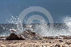 Playa Canoa North Coast waves and terns photo