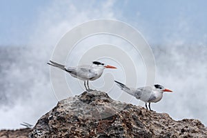 Playa Canoa terns photo