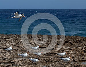 Playa Canoa waves and birds photo