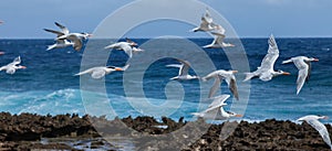 Playa Canoa waves and birds photo