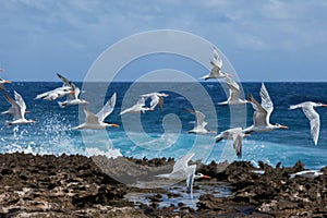 Playa Canoa waves and birds photo