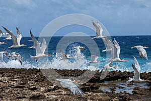 Playa Canoa waves and birds photo