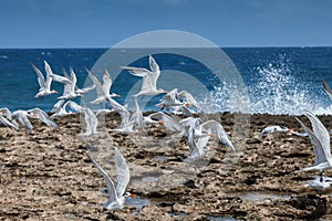 Playa Canoa waves and birds photo