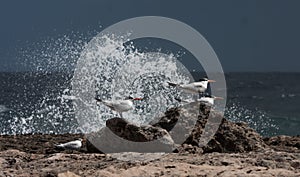 Playa Canoa waves and birds photo