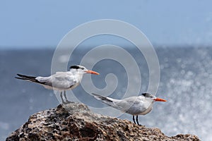 Playa Canoa waves and birds photo