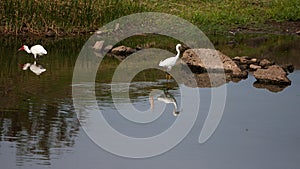 Playa Conchal Birds in Costa Rica