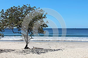 Playa Conchal, Costa Rica photo