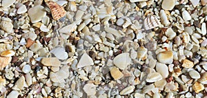 Playa Conchal Shells 2