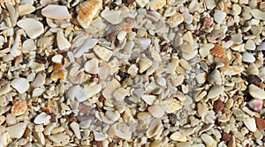 Playa Conchal Shells photo