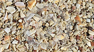 Playa Conchal Shells