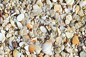 Playa Conchal Shells Background