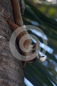 Playa Conchal squirrel in Costa Rica photo