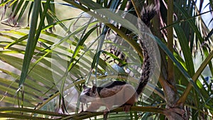 Playa Conchal squirrel in Costa Rica photo