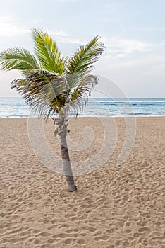 Playa de Las Canteras - beautiful beach in Las Palmas de Gran Canaria photo