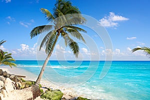 Playa del Carmen beach palm trees Mexico