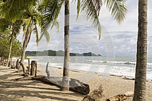 Playa Garza Palm and Driftwood Fence photo