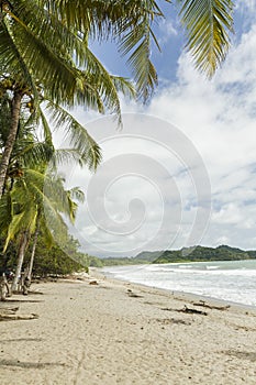 Playa Garza Palm Leaves