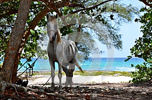 Playa Larga, Cuba photo