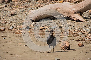 Playa Ventanas is one of the most beautiful beaches in Costa Rica photo