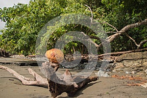 Playa Ventanas is one of the most beautiful beaches in Costa Rica photo