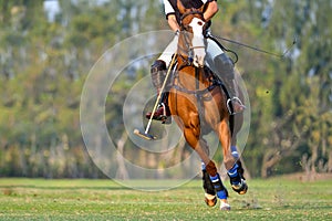 The player and the horse in the polo