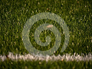 Playfield border. Closeup view to white lines on football playground. Detail of a of white lines