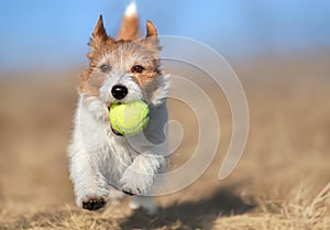 Playful active happy dog puppy running, playing in the grass with a ball