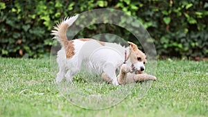 Playful active, hyper dog puppy playing with her toy in the grass