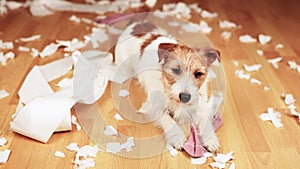 Playful, active naughty dog puppy ashamed of herself after biting, chewing a toilet paper and socks