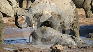 Playful African elephant calves