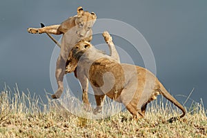 Playful African lions