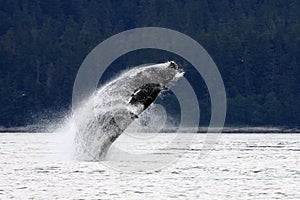 Playful Alaskan Humpback Whale photo