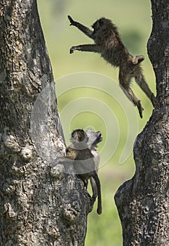 Playful Baboons at Masai Mara National Park