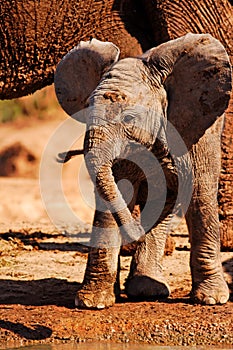 Playful Baby African Elephant