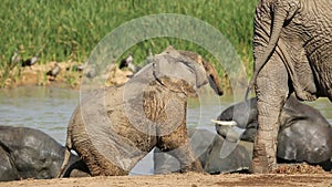 Playful baby African elephant