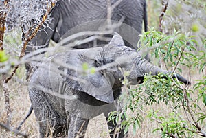 Playful baby african elephant, Loxodonta, trying to get control over its trunk