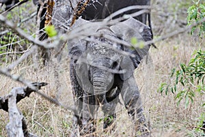 Playful baby african elephant, Loxodonta, trying to get control over its trunk