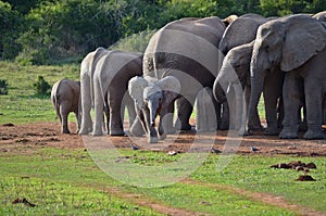 Playful baby elephant in Addo Elephant National Park