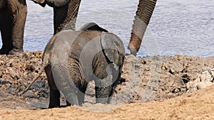 Playful baby elephant - Addo Elephant National Park