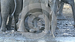 Playful baby elephant - Kruger National Park