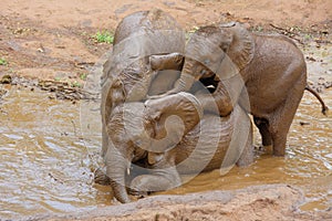 Playful Baby Elephants photo