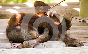 Playful Baby Orangutan with stick.