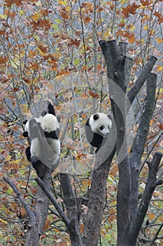 Playful Baby Panda in China