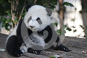 Playful Baby Panda in China