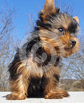 Playful baby Yorkshire terrier puppy outside vertical portrait looking right