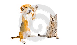 Playful Beagle and cat Scottish Straight